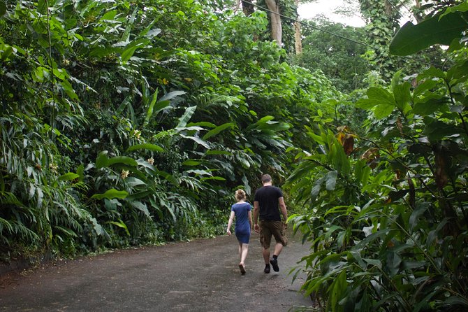 Manoa Falls Rainforest & Self-Guided Hike - The Uphill Reality: Uneven Stones, Stairs, and Boulder Climbs