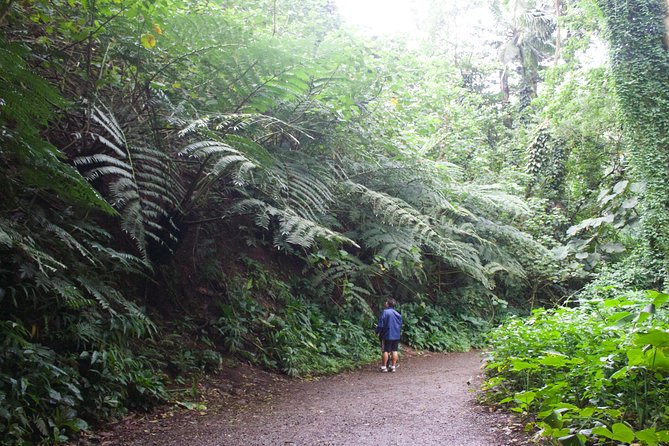 Manoa Falls Rainforest & Self-Guided Hike - Rain and Mosquitoes: How to Keep the Experience Comfortable
