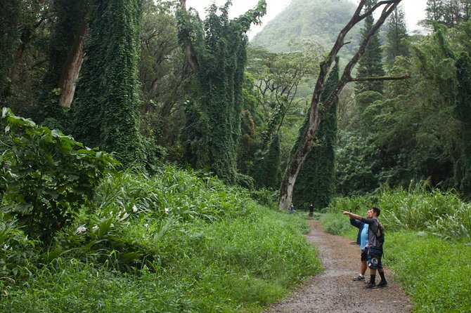 Manoa Falls Rainforest & Self-Guided Hike - Manoa Falls Itself: 150 Feet, Rain-Dependent Results