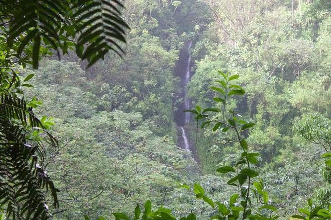 Manoa Falls Rainforest & Self-Guided Hike - Getting to the Trailhead: Waikiki Shuttle and Parking Options