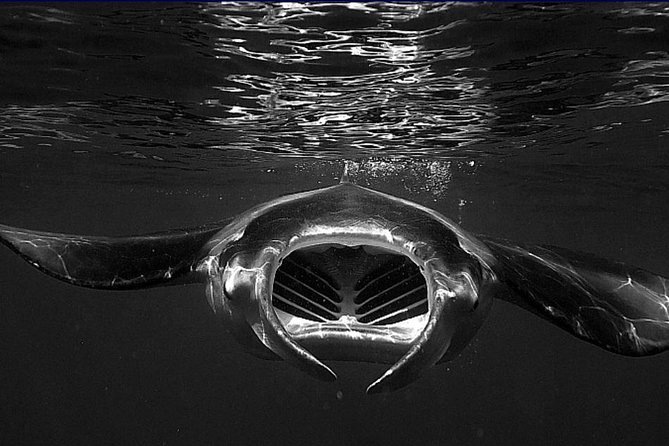 Manta Magic: Small-Group Manta Ray Night Snorkel in Kailua Kona - How a Kona evening turns into manta-ray magic