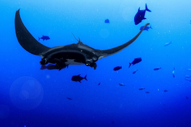 Manta Magic: Small-Group Manta Ray Night Snorkel in Kailua Kona - From the meeting point to Keauhou Harbor, what the first hour feels like