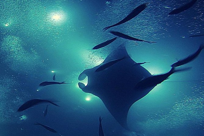 Manta Magic: Small-Group Manta Ray Night Snorkel in Kailua Kona - The light board method and the plankton zone, the science behind the show