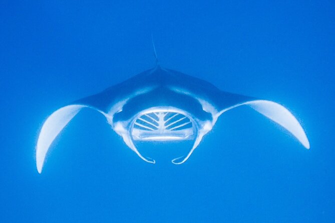 Manta Magic: Small-Group Manta Ray Night Snorkel in Kailua Kona - Gear tips that improve your photos fast
