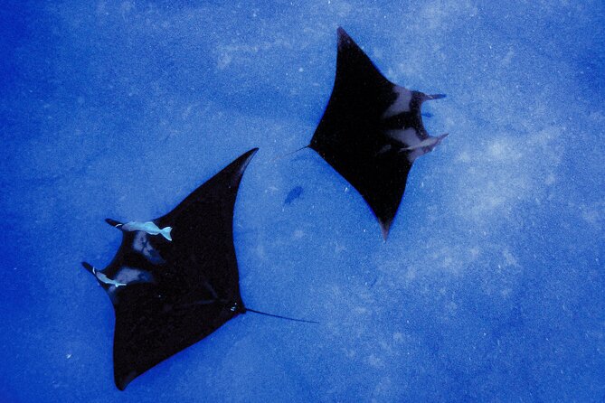 Manta Magic: Small-Group Manta Ray Night Snorkel in Kailua Kona - What you really get for $145 in Kona