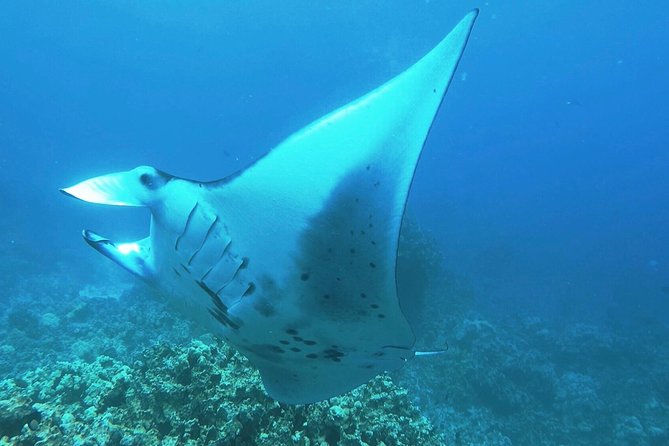 Manta Ray Night Snorkel at Kona, Big Island - Key things that make this manta snorkel special