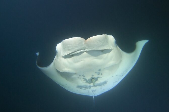 Manta Ray Night Snorkel at Kona, Big Island - Ride-alongs vs snorkel tickets: choose based on your comfort level