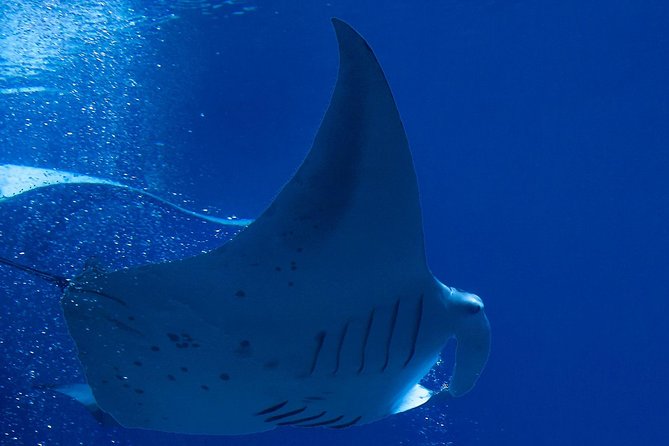 Manta Ray Night Snorkel at Kona, Big Island - Gear and the small rules that change the whole experience