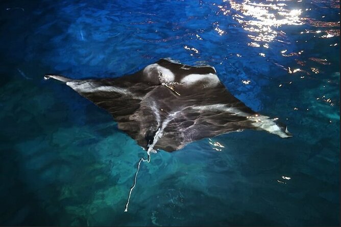 Manta Ray Night Snorkel Experience of a Lifetime - Price and what you actually get for $79.46