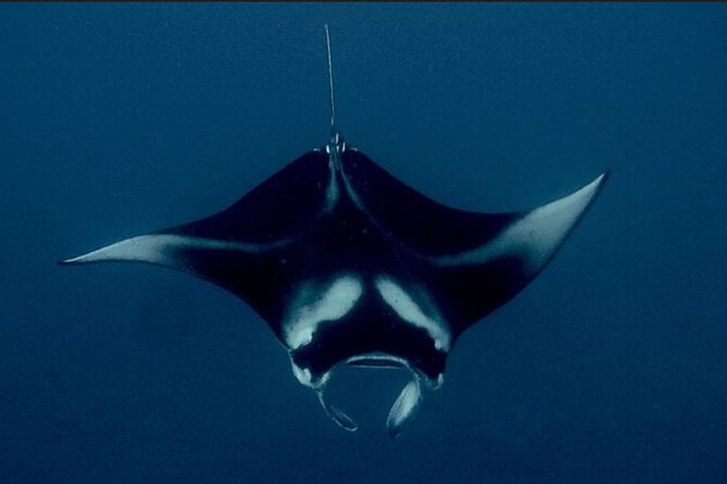 Manta Ray Night Snorkel Experience of a Lifetime - Sliding in with the light board: how the feeding works