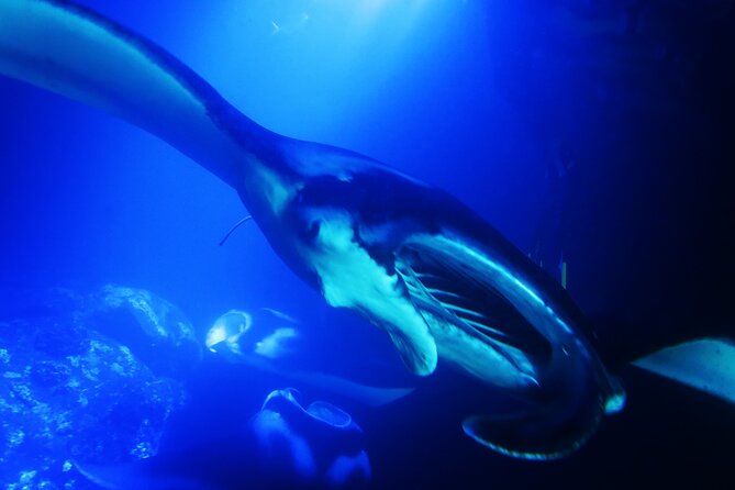 Manta Ray Night Snorkel Experience of a Lifetime - Weather, water comfort, and why night snorkels can be chilly
