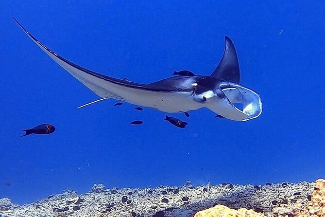 Manta Ray Night Snorkel Experience of a Lifetime - What to bring, and what is provided