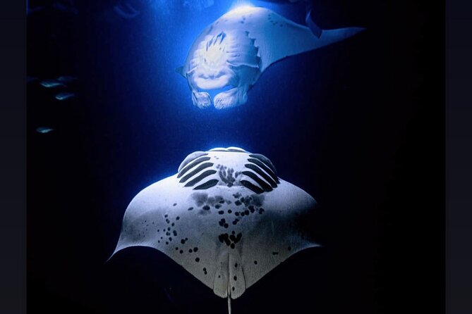 Manta Ray Night Snorkel Experience of a Lifetime - The route: Honokohau Harbor to Garden Eel Cove or Keauhou