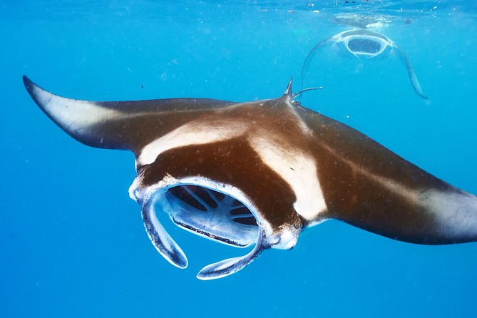 Manta Ray Night Snorkel from Kona — Small Group - What the Kona manta ray night snorkel feels like at sunset