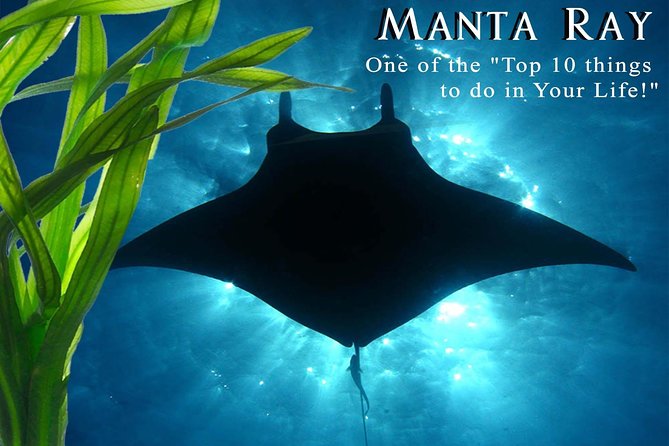 Manta Ray Night Snorkel from Kona — Small Group - Gear plus safety: how you snorkel in the dark