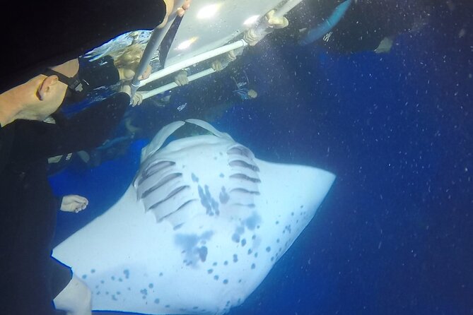 Manta Ray Night Snorkel from Kona — Small Group - Garden Eel Cove to Manta Heaven, two time windows at the best zone