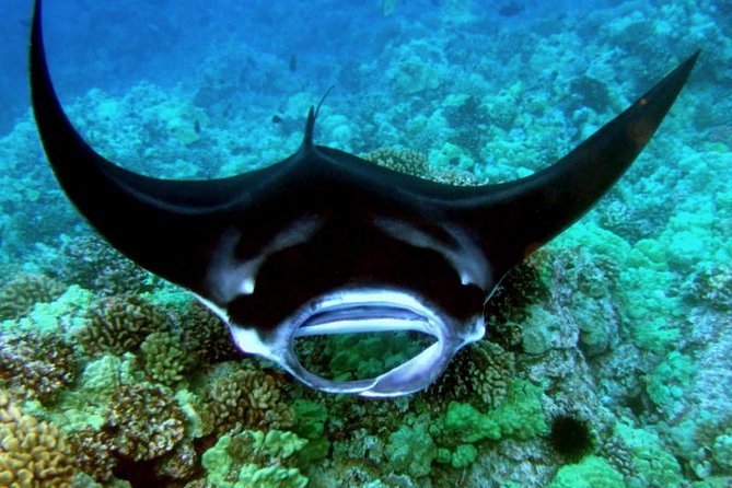 Manta Ray Night Snorkel from Kona — Small Group - How the small group size changes your experience
