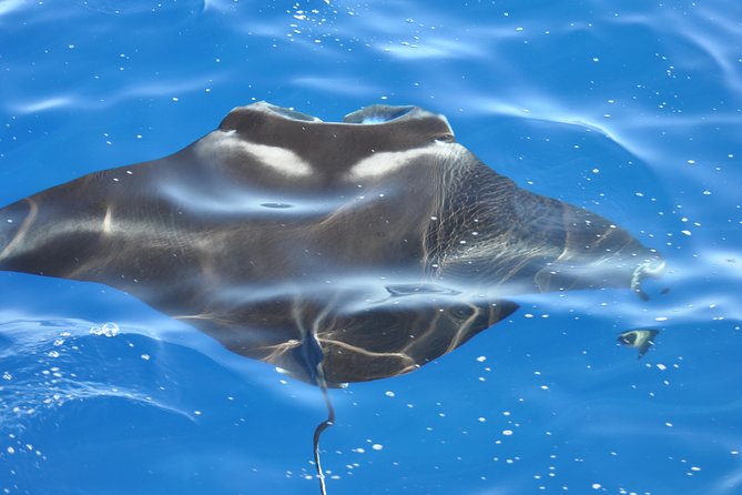 Manta Ray Night Snorkel Kona - Coral Reef Snorkel Adventures - Key highlights you should care about
