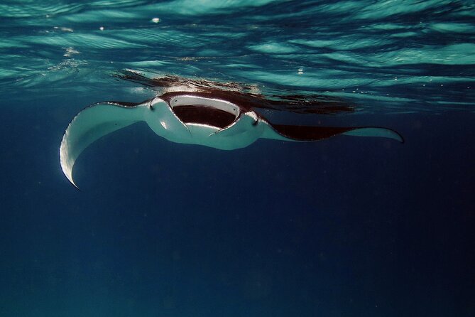 Manta Ray Night Snorkel Kona - Coral Reef Snorkel Adventures - Once you are in the water: how the lightboard changes everything