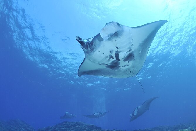 Manta Ray Night Snorkel Kona - Coral Reef Snorkel Adventures - Who should book this manta ray night snorkel, and who should skip
