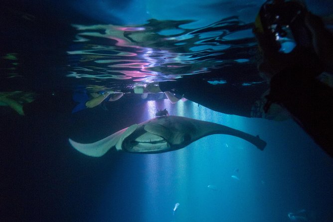 Manta Ray Night Snorkel Tour from Kona - Why Night Snorkeling in Kona Makes Manta Encounters Work