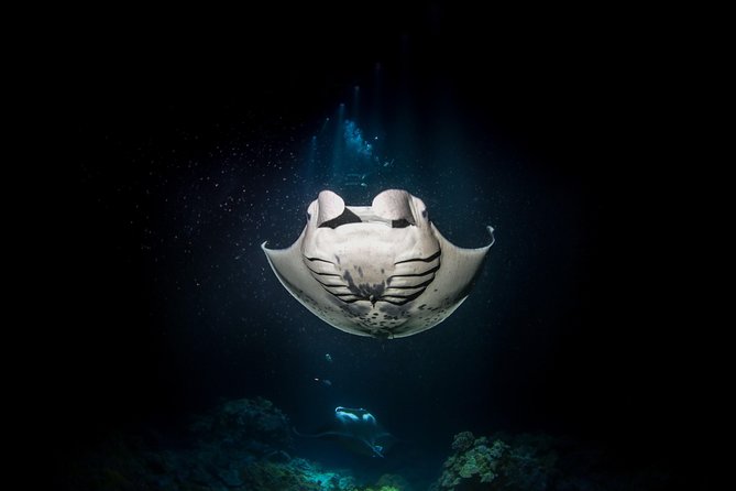 Manta Ray Night Snorkel Tour from Kona - Snorkeling Gear Rules You Should Know Before You Arrive
