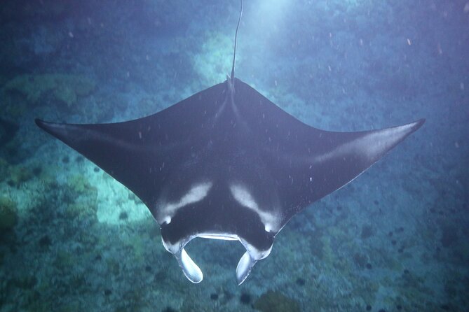 Manta Ray Night Snorkel Tour from Kona - The 1.5-Hour Flow, From Check-In to Returning to Shore