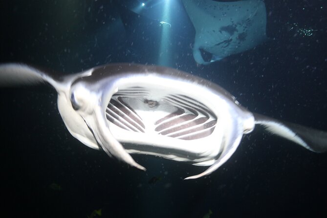Manta Ray Night Snorkel Tour from Kona - Price and Value: Is $160.50 Worth It?