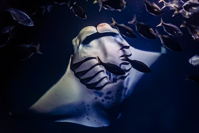 Manta Ray Night Snorkel Tour in Kailua-Kona, Big Island - Key things that make this Kona night snorkeling stand out