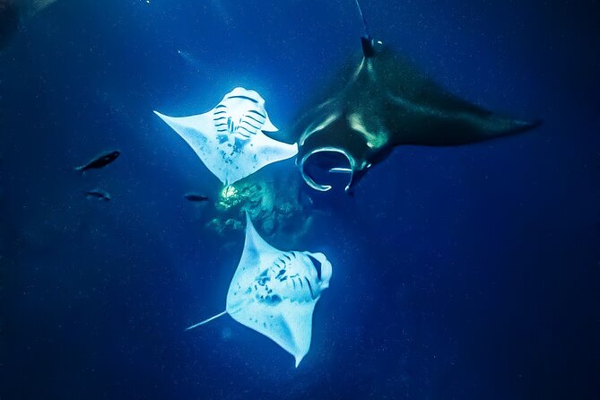 Manta Ray Night Snorkel Tour in Kailua-Kona, Big Island - Comfort and gear: wetsuits, equipment, and GoPro coverage