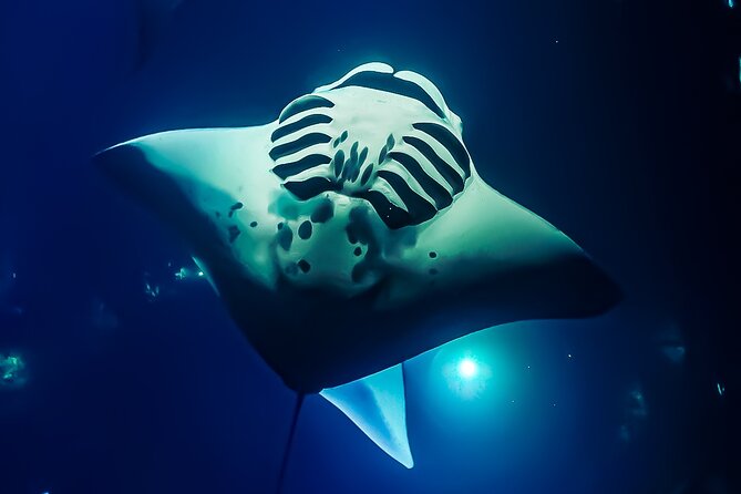 Manta Ray Night Snorkel Tour in Kailua-Kona, Big Island - The sunset-to-night timeline that keeps things calm