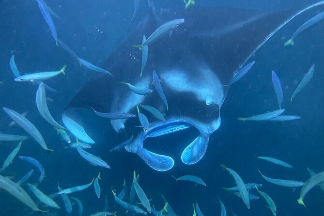 Manta Ray Snorkeling by Night in Kailua-Kona, Hawaii - Night Timing in Kona: Why This Works