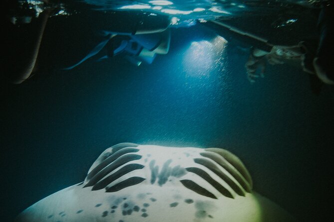 Manta Ray Snorkeling by Night in Kailua-Kona, Hawaii - In the Water: Gear, Comfort, and What You Need to Do