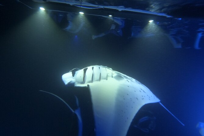 Manta Ray Snorkeling by Night in Kailua-Kona, Hawaii - Safety, Guides, and the Calm That Makes Night Snorkeling Work