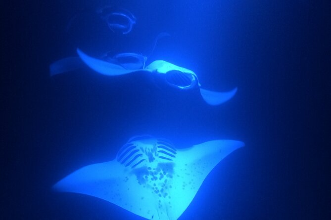 Manta Ray Snorkeling by Night in Kailua-Kona, Hawaii - Price and Value: What $127.10 Buys You