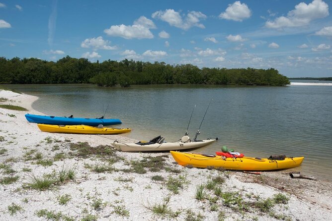 Marco Island: 2-Hour Dolphin, Birding, and Shelling Tour - Key points to know before you go