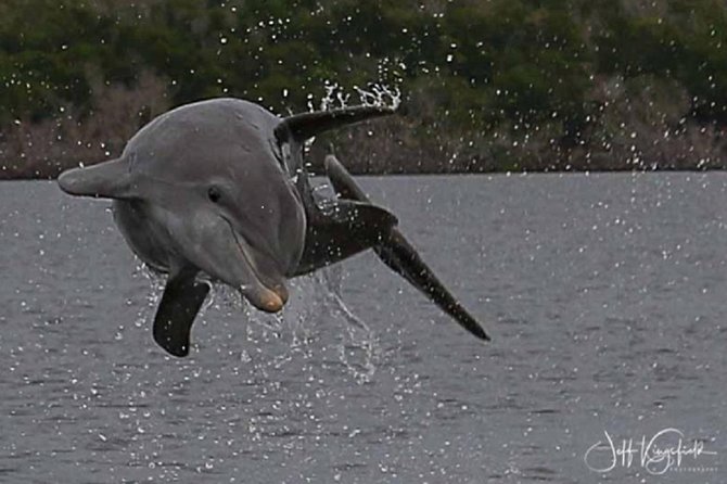 Marco Island: 2-Hour Dolphin, Birding, and Shelling Tour - Ten Thousand Islands in 2 hours: what makes this tour work