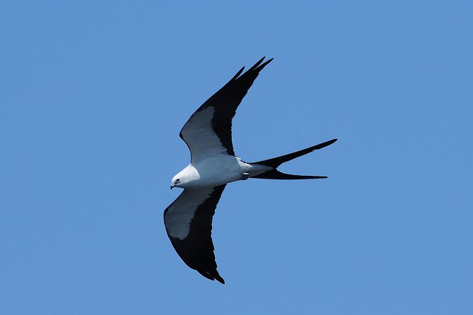 Marco Island: 2-Hour Dolphin, Birding, and Shelling Tour - What to pack for Marco Island dolphin, birding, and shelling