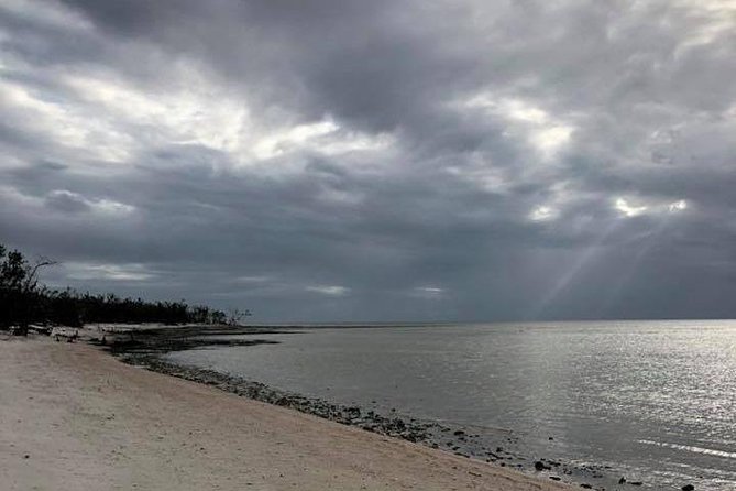 Marco Island: 2-Hour Dolphin, Birding, and Shelling Tour - The Everglades and dolphin time: what you might see on the water