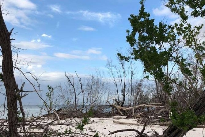Marco Island: 2-Hour Dolphin, Birding, and Shelling Tour - Barrier island shelling: how the beach stop fits the whole tour