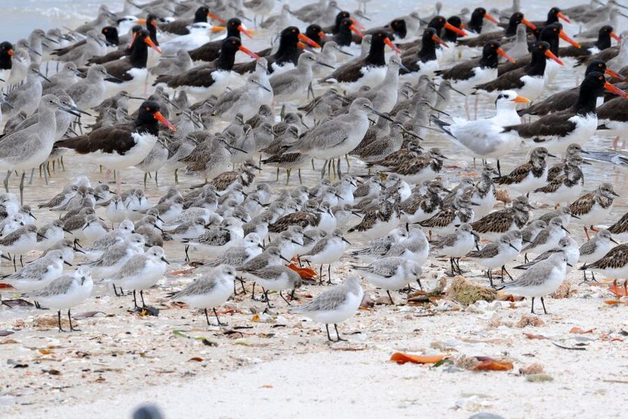 Marco Island: 2-Hour Dolphin, Birding, and Shelling Tour - The Florida Master Naturalist guide: what you actually learn