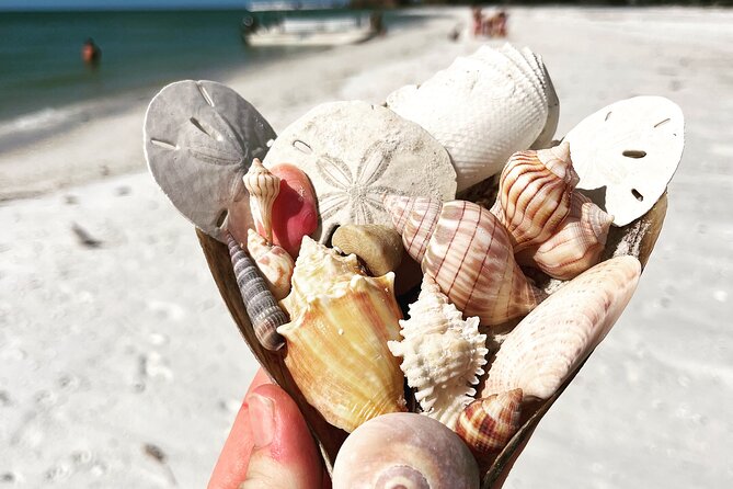 Marco Island Wildlife Sightseeing and Shelling Tour - Mangroves and the Ten Thousand Islands maze: learn while you look