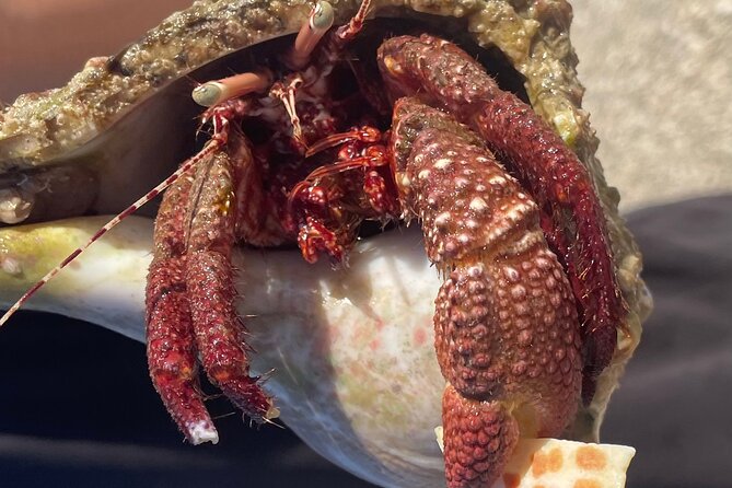 Marco Island Wildlife Sightseeing and Shelling Tour - Shelling time on the islands: how to make it count