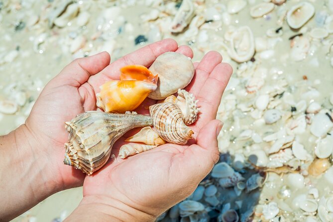 Marco Island Wildlife Sightseeing and Shelling Tour - The captains and guides: why the experience feels personal