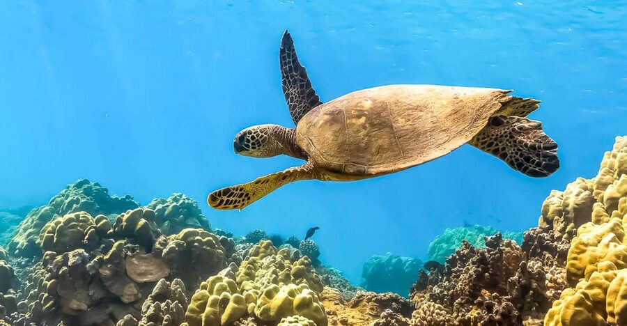 Maui: Eco-Friendly Molokini & Turtle Town Tour with Meals - Key highlights to look for
