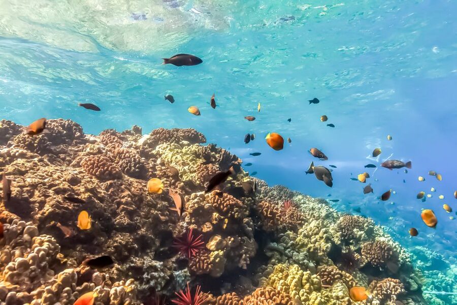 Maui: Eco-Friendly Molokini & Turtle Town Tour with Meals - Price and value: what $199 gets you in 5 hours
