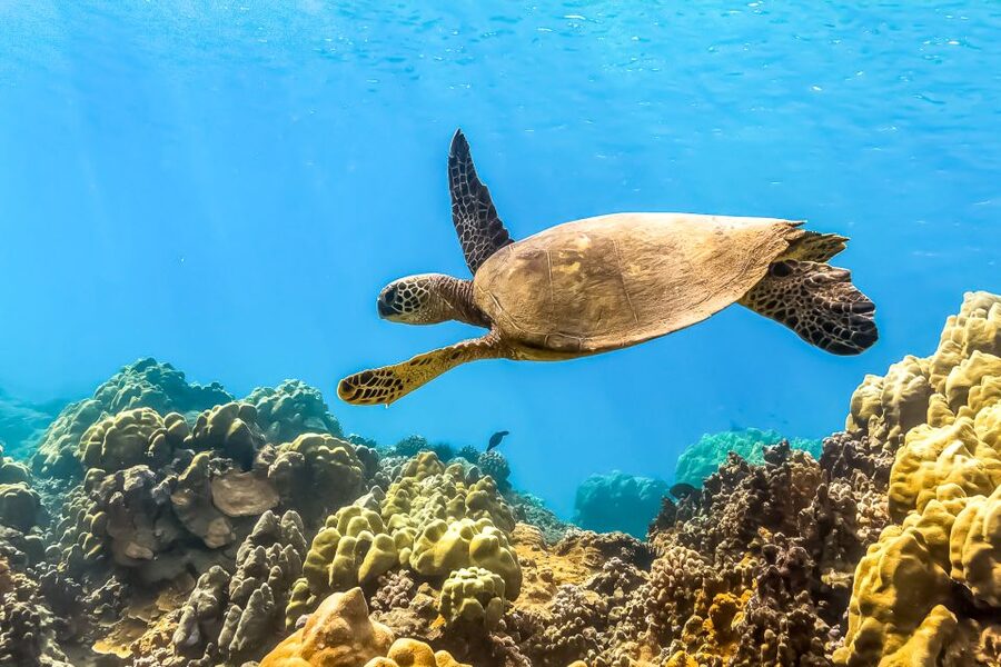 Maui: Eco-Friendly Molokini & Turtle Town Tour with Meals - Molokini Crater: Maui’s Reef Built for Clear Water