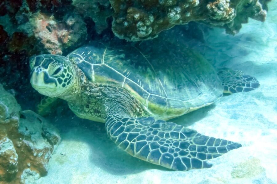 Maui: Eco-Friendly Molokini & Turtle Town Tour with Meals - How the two stops feel in real time