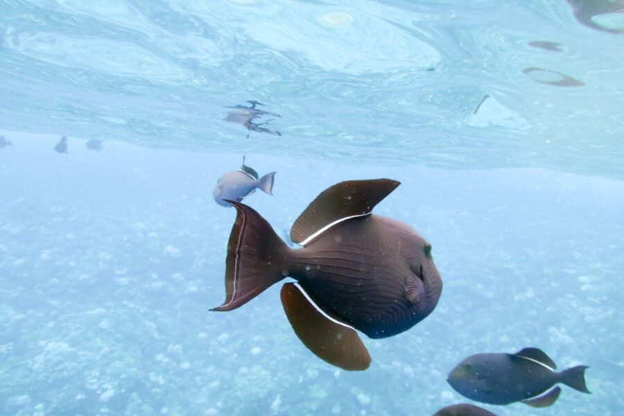 Maui: Eco-Friendly Molokini & Turtle Town Tour with Meals - Certified marine naturalists and the Junior Naturalist Program