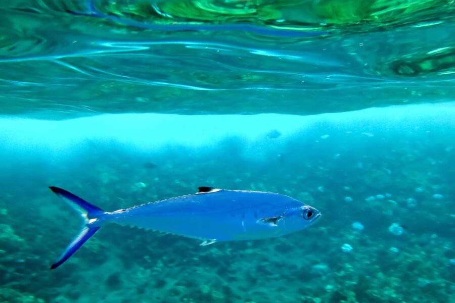 Maui: Eco-Friendly Molokini & Turtle Town Tour with Meals - Eco-friendly by design, not by slogan